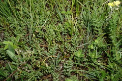 Hypericum linarioides