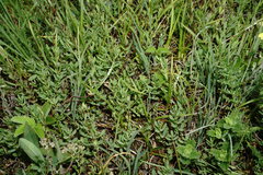 Hypericum linarioides