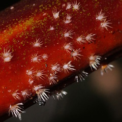 Hispidula dicksoniae