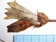 Hemerocallis middendorffii