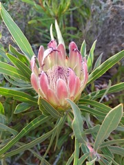 Protea burchellii