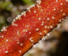 Hispidula dicksoniae