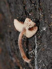 Lentinellus tasmanicus