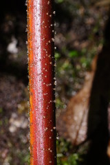 Hispidula dicksoniae