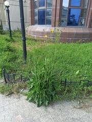 Sonchus arvensis