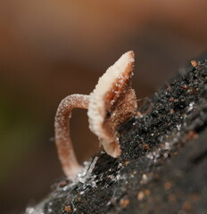 Lentinellus tasmanicus