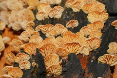 Marasmiellus affixus