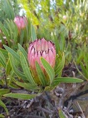 Protea burchellii
