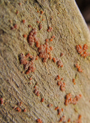 Lasionectria lecanodes