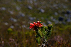 Erica viscaria
