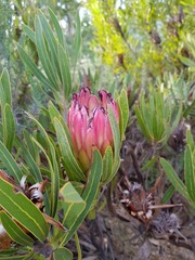 Protea burchellii