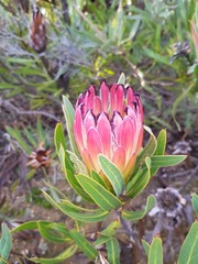 Protea burchellii