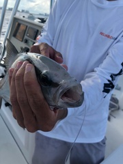 Seriola