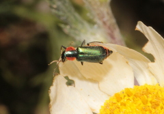 Clanoptilus abdominalis