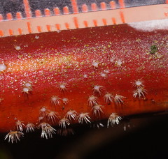 Hispidula dicksoniae