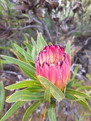 Protea burchellii
