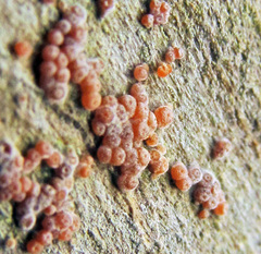 Lasionectria lecanodes