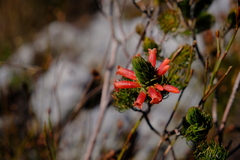 Erica viscaria