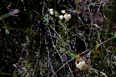 Erica odorata