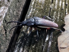 Solenoptera