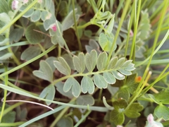 Sibbaldianthe bifurca