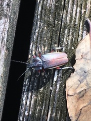 Solenoptera
