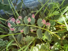 Sibbaldianthe bifurca