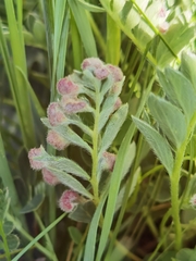 Sibbaldianthe bifurca