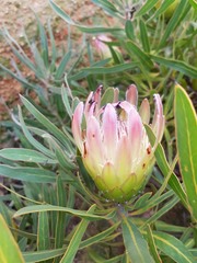 Protea burchellii