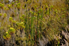 Cryptillas victorini