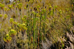 Cryptillas victorini