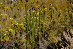 Cryptillas victorini