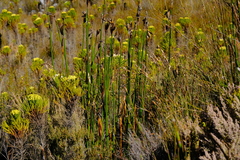 Cryptillas victorini