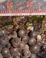 Xylaria tuberiformis