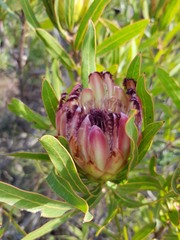 Protea burchellii