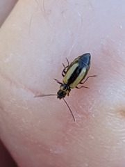 Calomicrus circumfusus