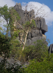 Gyrocarpus americanus sphenopterus