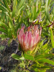 Protea burchellii