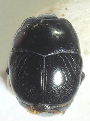 Saprinus caerulescens