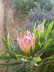 Protea burchellii