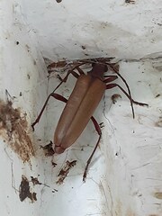 Centrodera decolorata