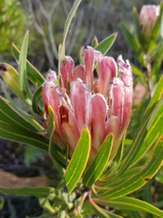 Protea burchellii