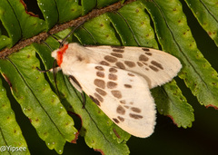 Lemyra ypsilon