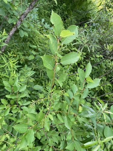 Prunus virginiana