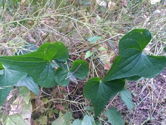 Dioscorea communis