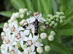 Synanthedon spuleri
