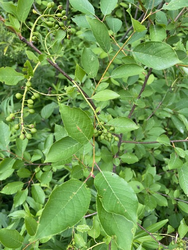 Prunus virginiana