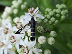 Synanthedon spuleri