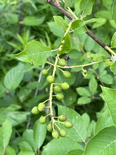 Prunus virginiana