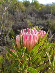 Protea burchellii
